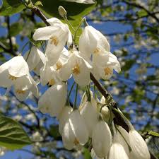 Image result for Halesia