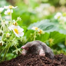 We did not find results for: How To Get Rid Of Moles In The Garden Tips And Prevention