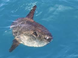 Image result for mola mola