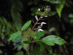 Image result for Pseudarthria