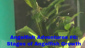 angelfish adventures 06 the stages of angelfish growth