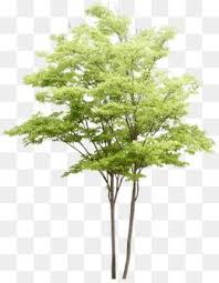 Trees Green Forest Tree Photoshop Watercolor Trees Tree Psd