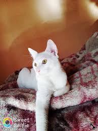 Kedi Ilanlari Dost Patiler Kedi Kopek Dunyasi Kedi Ve Kopekler Icin Her Sey