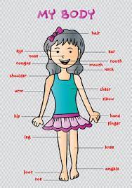 Students match the words to the correct pictures and complete. 474 Best Body Parts Name Images Stock Photos Vectors Adobe Stock