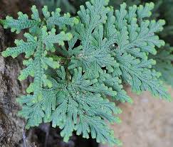Image result for Selaginella imbricata