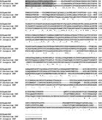 Identification and analysis of two sequences encoding ice-binding proteins  obtained from a putative bacterial symbiont of the psychrophilic Antarctic  ciliate Euplotes focardii