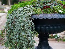 With the above section in mind, here's a list of ideal conditions. English Ivy Care Growing Watering Requirements Propagation Plant Index