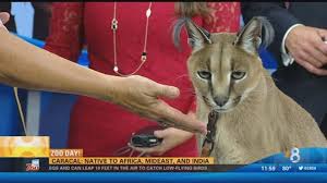 We have adorable hand raised male and female pups raised in our home for adoption. Zoo Day Caracal Cat Cbs8 Com