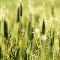 Are rol foarte important in cresterea imunitatii. Pulbere De Orz Verde Orzul Verde Supliment Alimentar