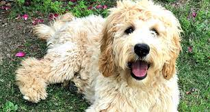 We have a litter available for adoption every year. Goldendoodle Puppies Texas Gorgeous Goldendoodles