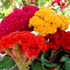 Image result for Celosia schweinfurthiana