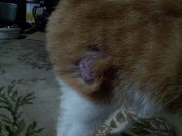 In addition, some of the diseases that can cause alopecia may also have harmful cats with alopecia need to be kept groomed and free of fleas. Cat Losing Hair On Hind Legs Off 75 Www Usushimd Com