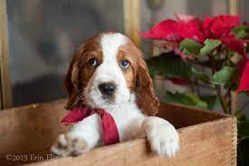 Are you considering a springer spaniel puppy? Fox River Spaniels