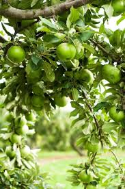 B3f26b825c777738e23683c357e957fe Jpg Couleur Vert Jardin Fruitier Vert Pomme