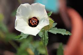 Image result for Hibiscus ludwigii