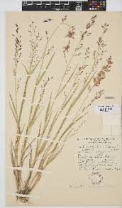 Image result for Eragrostis rogersii