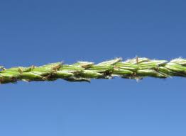 Image result for Digitaria monodactyla