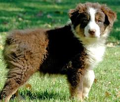 Black And Tan Australian Shepherd Puppies Australian Shepherd Australian Shepherd Aussie Puppies Aussie Dogs