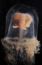 Image result for Brevicon