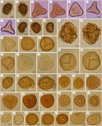 Image result for Justicia asystasioides