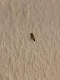 5 vorgehen bei einem mottenbefall. Welche Art Von Motte Ist Das Oder Ist Das Uberhaupt Eine Motte Wohnung Kuche Insekten