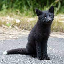 Black Fox Animals Animals Beautiful Pet Fox