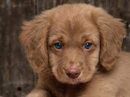 Those Eyes Cute Animals Puppies Pets