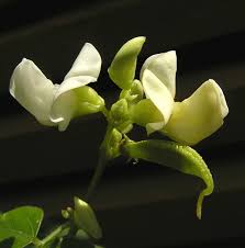 Image result for Dolichos trilobus