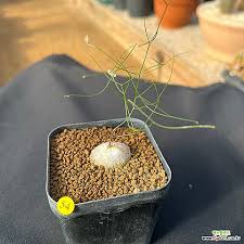 Image result for Schizobasis intricata