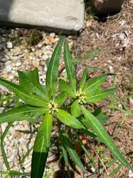 Image result for Euphorbia heterophylla