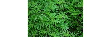 Ausser wie oben erwähnt du ziehst sie 5 wochen vor! Cannabis Outdoor Anbau In Deutschland Grundwissen