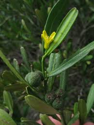 Image result for Vepris sansibarensis