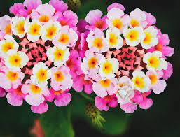 Lantana Flower Allergy Best Flower Wallpaper