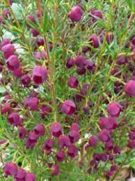 Flowering shrubs floral flowers artistic needle cross stitch 907. Shrubs 1 Metre Or Less High Smaller Flowering Shrubs For Rockeries And Small Gardens Also Look In A Href Ground Covers 1 Metre Or Less High 1 M Groundcovers A Section Page 1