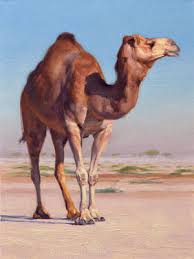 The annual annual cbs television special ran from 1977 (taped in late 1976) through 1994. Camel Posters Fine Art America