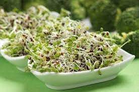 To figure out how to answer this question, please take the time to ask yourself whether cats are carnivores or omnivores. Growing Broccoli Sprouts Lovetoknow