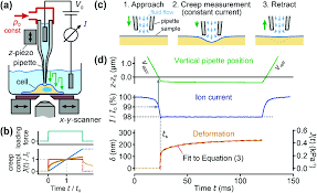 The following creep data were obtained for a titanium alloy at 50 ksi and 400 degrees c a plot the brainly com : Mapping The Creep Compliance Of Living Cells With Scanning Ion Conductance Microscopy Reveals A Subcellular Correlation Between Stiffness And Fluidity Nanoscale Rsc Publishing