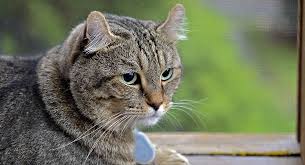 Some of the other kittens from their litters did but i liked the straight toes. Highland Lynx A Guide To The Amazing Pet Wildcat