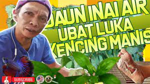 Pokok inai air.rawatan tradisional turun temurun. Daun Inai Air Ubat Luka Kencing Manis Youtube