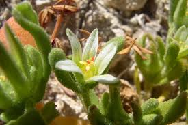 Image result for Aizoaceae