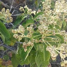 Image result for Lippia oatesii