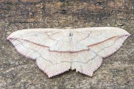 Image result for Timandra griseata