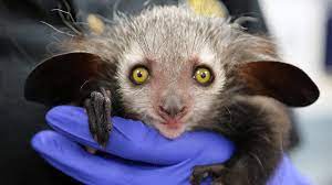 Omen Of Evil Baby Aye Aye Lives In Denver Zoo Denver Zoo Living In Denver Aye Aye