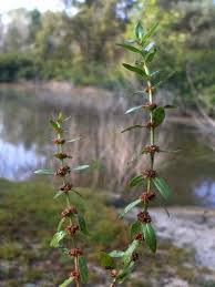 Image result for Ammannia baccifera