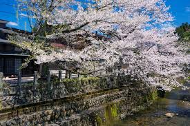 Search for text in url. æ±Ÿåå­å·æ²¿ã„ã®æ¡œ 25516051278 ã®å†™çœŸç´ æ ã‚¤ãƒ©ã‚¹ãƒˆç´ æ ã‚¢ãƒžãƒŠã‚¤ãƒ¡ãƒ¼ã‚¸ã‚º