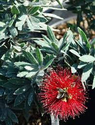 Check spelling or type a new query. Little John Dwarf Bottlebrush Attracts Hummingbirds The Sacramento Bee