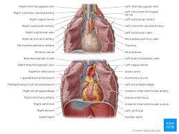 Showing the myriad different appearances of normal anatomic structures is beyond the scope of this chapter; Thorax Anatomy Wall Cavity Organs Neurovasculature Kenhub