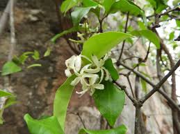 Image result for Ancylobothrys