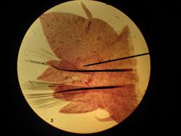 Image result for Parapodium