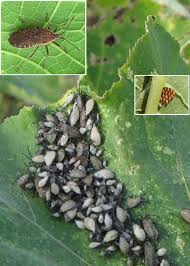 Check spelling or type a new query. Trap Cropping A Simple Effective And Affordable Integrated Pest Management Strategy To Control Squash Bugs And Squash Vine Borers Missouri Environment And Garden News Article Integrated Pest Management University Of Missouri
